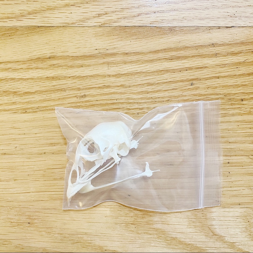 Real Pheasant Skull